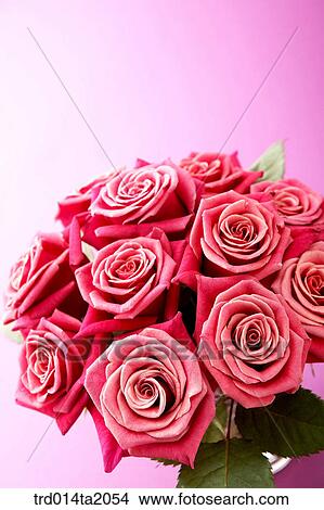 rose, rose flower, plant, flower vase, decoration, flower, plant View Large Photo Image Picture - rose, rose flower, plant, flower vase, decoration, flower, plant. Fotosearch