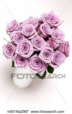 rose, rose flower, plant, flower vase, decoration, flower, plant View Large Photo Image Stock Photo - rose, rose flower, plant, flower vase, decoration, flower, plant. Fotosearch