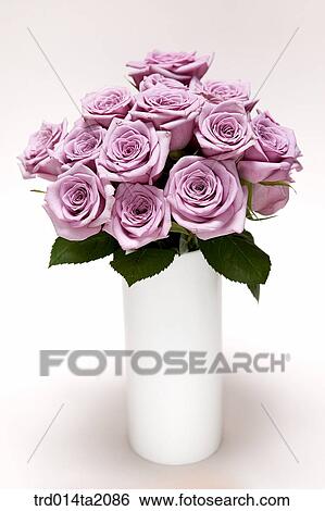 Stock Photograph - rose, rose flower, plant, flower vase, decoration, flower, plant. Fotosearch