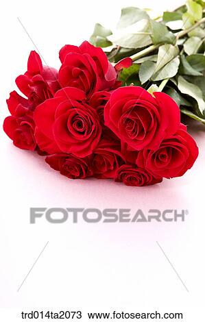 rose, rose flower, plant, flowerbunch, flower, plant, indoor View Large Photo Image Stock Image - rose, rose flower, plant, flowerbunch, flower, plant, indoor. Fotosearch