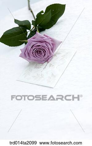 rose, rose flower, plant, letter, propose, flower, plant View Large Photo Image Stock Photo - rose, rose flower, plant, letter, propose, flower, plant. Fotosearch