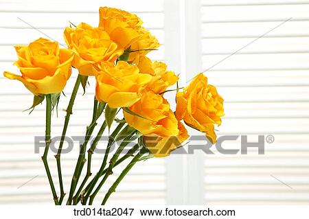 rose, yellow rose, rose flower, plant, flower, plant, indoor View Large Photo Image Stock Photo - rose, yellow rose, rose flower, plant, flower, plant, indoor. Fotosearch
