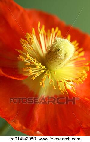 thick hemp, flower, plant, a cluster, indoor, close up, blossom View Large Photo Image Stock Image - thick hemp, flower, plant, a cluster, indoor, close up, blossom. Fotosearch