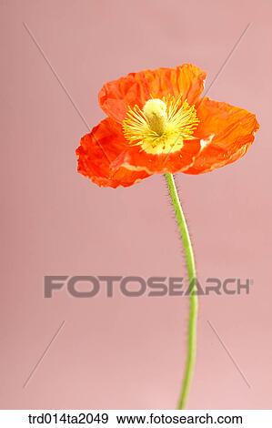 thick hemp, flower, plant, a cluster, indoor, close up, blossom View Large Photo Image Stock Photo - thick hemp, flower, plant, a cluster, indoor, close up, blossom. Fotosearch