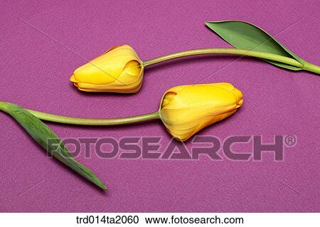 Stock Image - tulip, decoration, flower, plant, indoor, blossom. Fotosearch