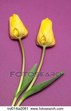 tulip, decoration, flower, plant, indoor, blossom View Large Photo Image Stock Image - tulip, decoration, flower, plant, indoor, blossom. Fotosearch