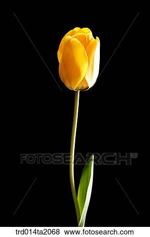 tulip, flower, plant, a cluster, indoor, object, blossom View Large Photo Image Stock Photo - tulip, flower, plant, a cluster, indoor, object, blossom. Fotosearch