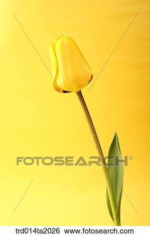 tulip, flower, plant, a cluster, indoor, blossom View Large Photo Image Stock Photograph - tulip, flower, plant, a cluster, indoor, blossom. Fotosearch