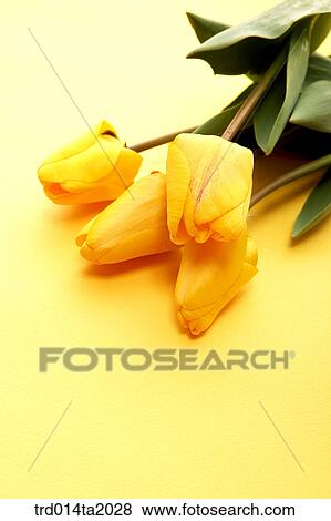 tulip, flower, plant, indoor, blossom View Large Photo Image Stock Photo - tulip, flower, plant, indoor, blossom. Fotosearch