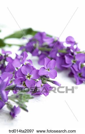 violet, plant, flower, plant, indoor, object, blossom View Large Photo Image Stock Photo - violet, plant, flower, plant, indoor, object, blossom. Fotosearch