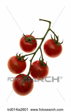 food, vegetables, tomato, close up, object, branch, branches View Large Photo Image Stock Image - food, vegetables, tomato, close up, object, branch, branches. Fotosearch