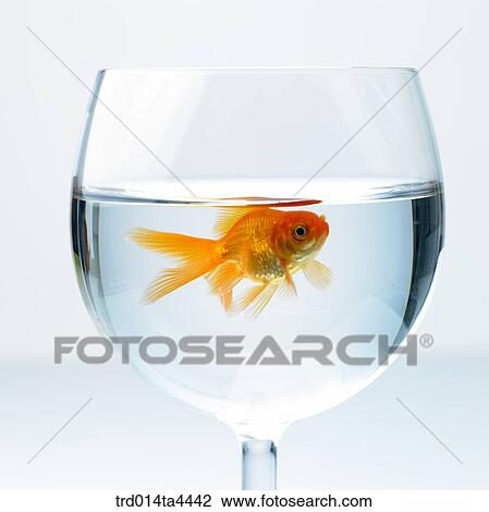 Stock Image - goldfish. Fotosearch