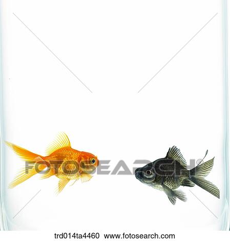 Stock Image - Two goldfish in water. Fotosearch