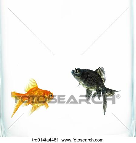 Two goldfish in water View Large Photo Image Stock Image - Two goldfish in water. Fotosearch