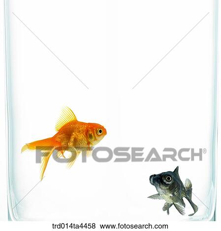 Two goldfish in water View Large Photo Image Stock Photo - Two goldfish in water. Fotosearch