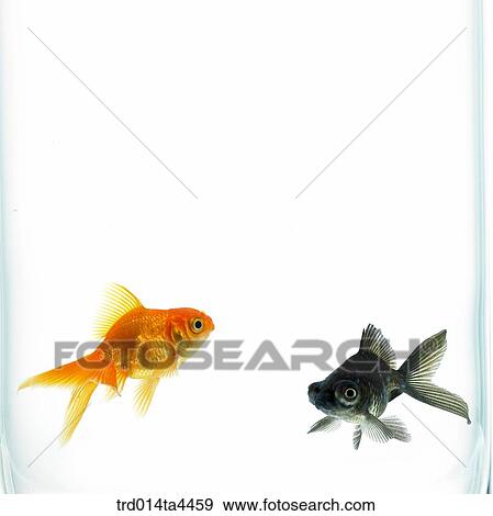 Stock Photo - Two goldfish in water. Fotosearch