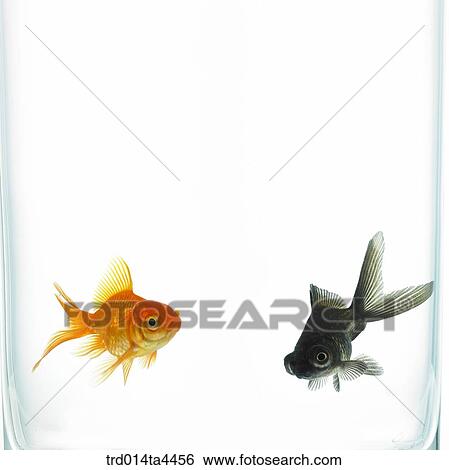 Stock Photograph - Two goldfish in water. Fotosearch