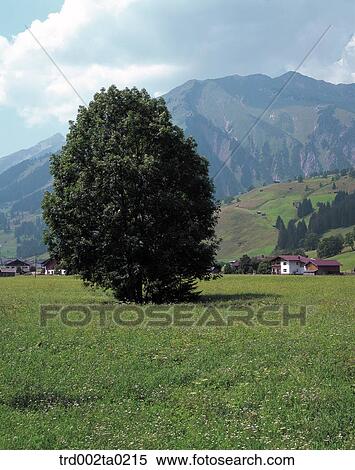 A landscape, Austria View Large Photo Image Stock Photography - A landscape, Austria. Fotosearch