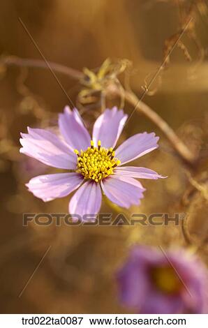 Stock Photo - A cosmos. Fotosearch
