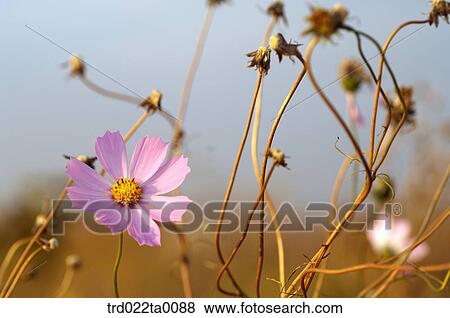 Stock Photo - A cosmos. Fotosearch