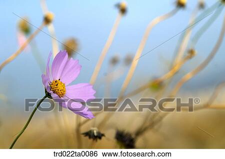 A cosmos View Large Photo Image Stock Photograph - A cosmos. Fotosearch