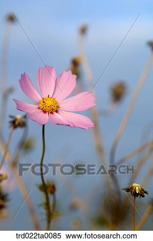 Stock Photography - A cosmos. Fotosearch