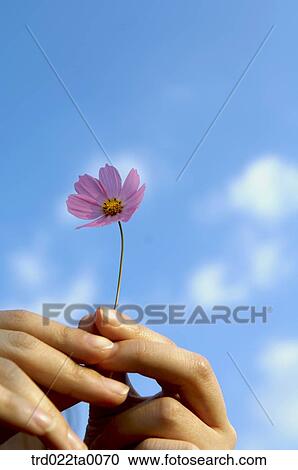 A hand with a cosmos View Large Photo Image Stock Image - A hand with a cosmos. Fotosearch