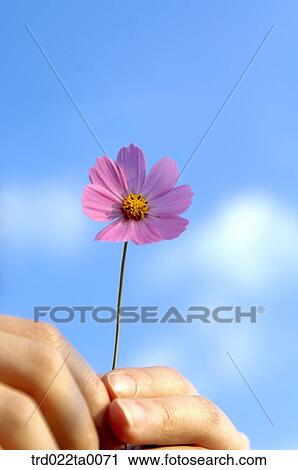 A hand with a cosmos View Large Photo Image Stock Image - A hand with a cosmos. Fotosearch