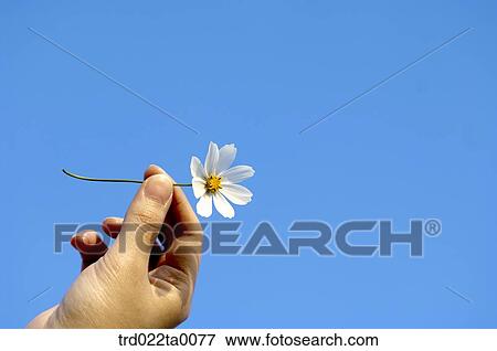 A hand with a cosmos View Large Photo Image Stock Photo - A hand with a cosmos. Fotosearch