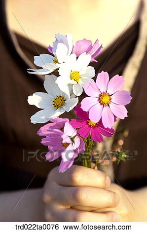 Stock Photograph - A hand with a cosmos. Fotosearch