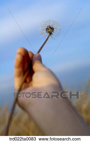 A hand with a dandelion View Large Photo Image Stock Image - A hand with a dandelion. Fotosearch