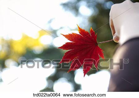 A hand with a maple leaf View Large Photo Image Picture - A hand with a maple leaf. Fotosearch