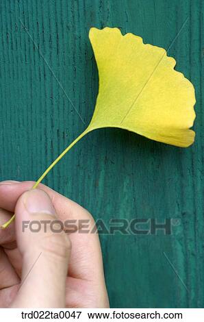 A hand with Gingko View Large Photo Image Stock Photo - A hand with Gingko. Fotosearch