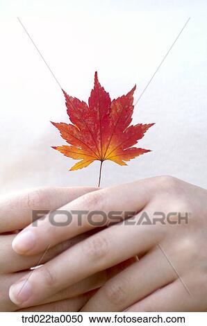 A hand with Maple View Large Photo Image Stock Image - A hand with Maple. Fotosearch