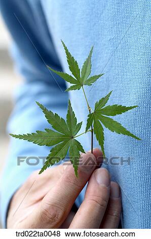 A hand with Maple View Large Photo Image Stock Photo - A hand with Maple. Fotosearch