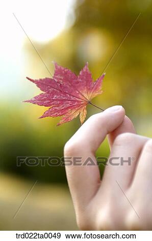 A hand with Maple View Large Photo Image Stock Photo - A hand with Maple. Fotosearch