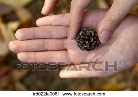 Stock Image - A hand with pine cone. Fotosearch