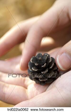 A hand with pine cone View Large Photo Image Stock Image - A hand with pine cone. Fotosearch