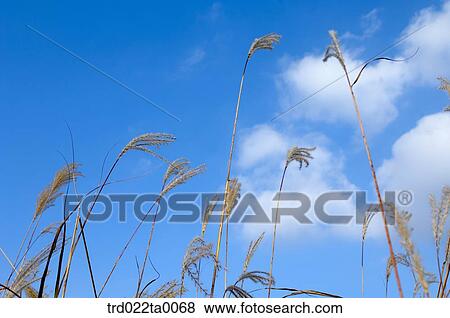 Stock Photo - A reed in the sky. Fotosearch