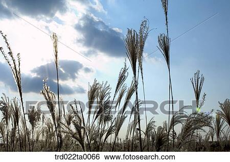A reed in the sky View Large Photo Image Stock Photograph - A reed in the sky. Fotosearch