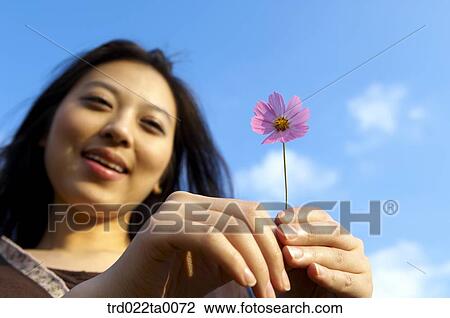 A woman holding a cosmos View Large Photo Image Stock Image - A woman holding a cosmos. Fotosearch
