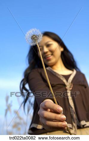A woman holding a dandelion View Large Photo Image Stock Image - A woman holding a dandelion. Fotosearch