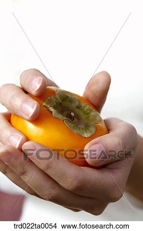 A woman holding a persimmon View Large Photo Image Picture - A woman holding a persimmon. Fotosearch