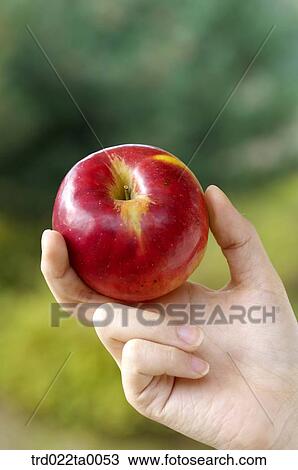 A woman holding an apple View Large Photo Image Stock Image - A woman holding an apple. Fotosearch