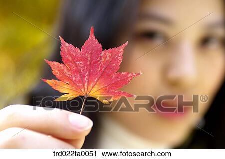 A woman holding Maple View Large Photo Image Stock Image - A woman holding Maple. Fotosearch