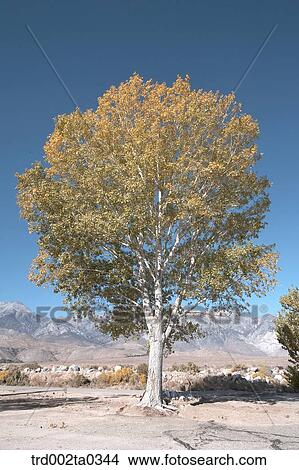Autumn landscape View Large Photo Image Picture - Autumn landscape. Fotosearch