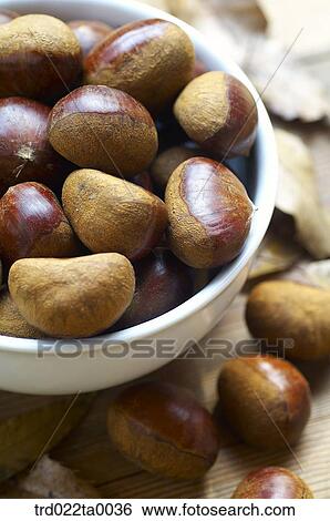 Chestnut View Large Photo Image Stock Photograph - Chestnut. Fotosearch