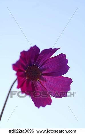 Cosmos View Large Photo Image Stock Photograph - Cosmos. Fotosearch