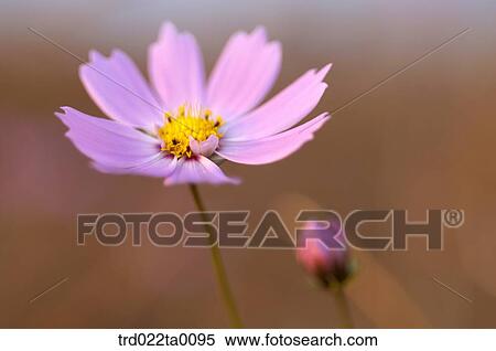 Stock Photography - Cosmos. Fotosearch