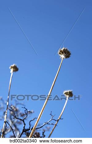 Dandelion View Large Photo Image Stock Image - Dandelion. Fotosearch